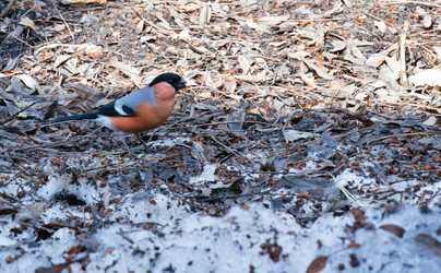 Similar image 13074612