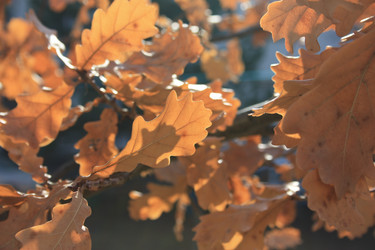 Similar image 13081752