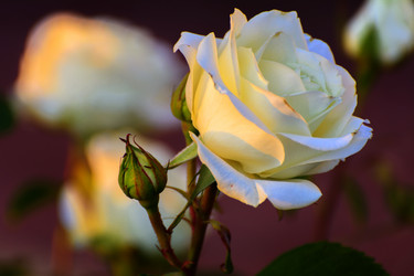 Similar image 13082610