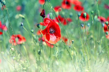 Similar image 13085729