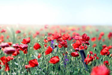 Similar image 13085763