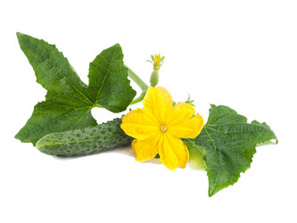 Similar image 13085807