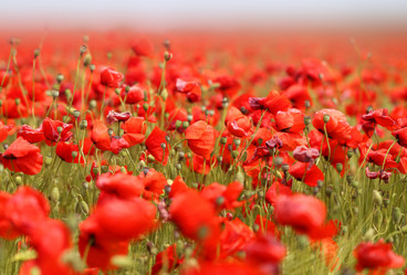 Similar image 13092273