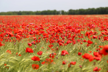 Similar image 13092275