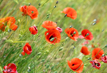 Similar image 13093433