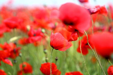 Similar image 13093434