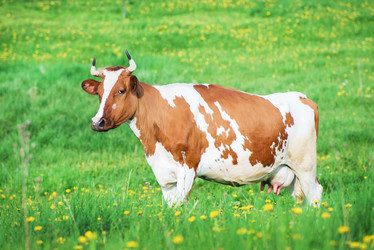 Similar image 13085602