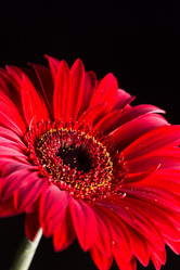 Similar image 13099404