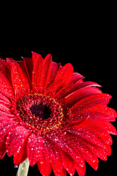 Similar image 13099504