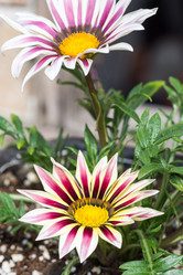 Similar image 13098911