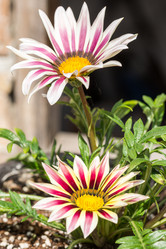 Similar image 13099168