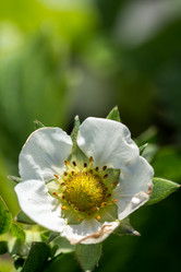 Similar image 13095906