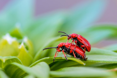 Similar image 13091477