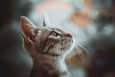 Similar image 13091435