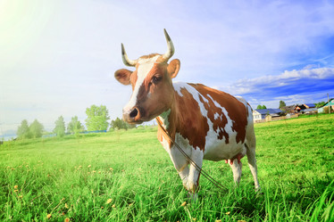 Similar image 13091446