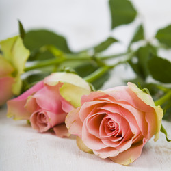 Similar image 13096113