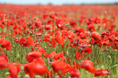 Similar image 13094933