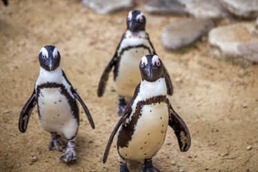 Similar image 13099716