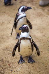 Similar image 13099721