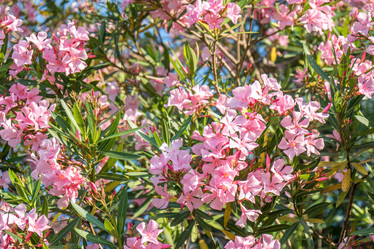 Similar image 13099734