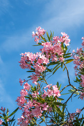 Similar image 13099739