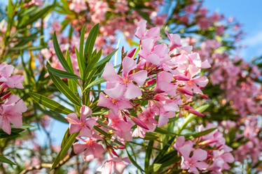 Similar image 13099745