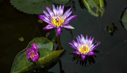 Similar image 13098279