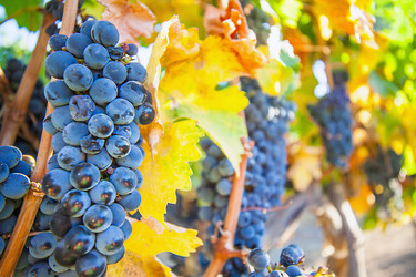 Similar image 13098383