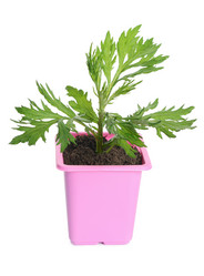 Similar image 13098056