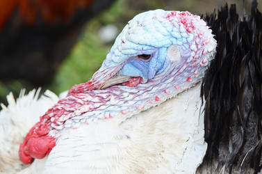 Similar image 13098139