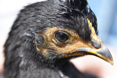 Similar image 13098198