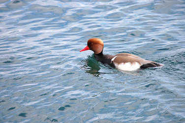 Similar image 13098034