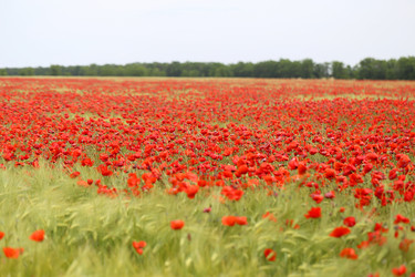 Similar image 13113240