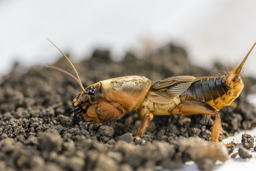 Similar image 13098694