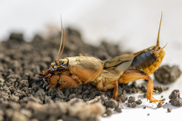 Similar image 13098695