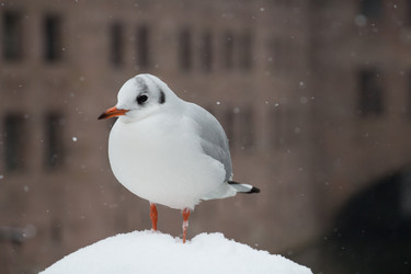 Similar image 13104358