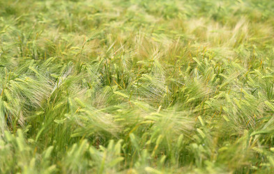 Similar image 13113306