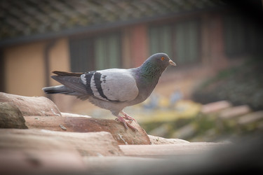 Similar image 13112365