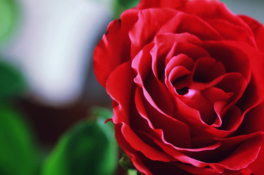 Similar image 13145594