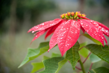 Similar image 13136033