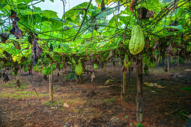 Similar image 13136403