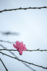 Similar image 13136502