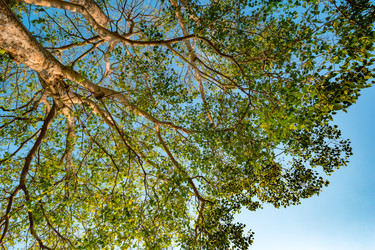 Similar image 13136084