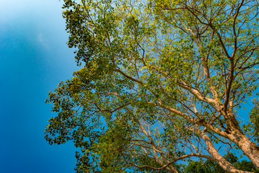 Similar image 13136789