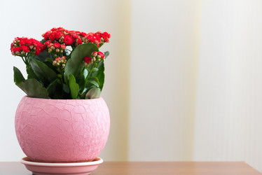 Similar image 13125535