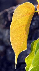 Similar image 13133560