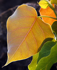 Similar image 13133561