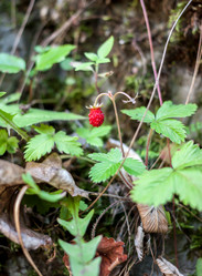 Similar image 13119593