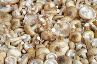 Similar image 13120456