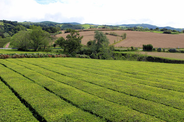 Similar image 13115072